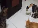 4只猫不小心把玩具放在柜子下面, 3 太胖了, 不能钻进去.....。