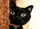 这叫娜娜黑猫, 它有一双乌黑的大眼睛, 那么可爱!