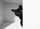 海岛主人教您如何做一个好图片黑猫, 如果您必须..。