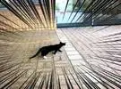 岛上的一推拍猫屡次想闯入冲绳郡图书馆, 结果.....。