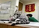 网友带着猫做绝育手术, 结果被医生办公室的横幅笑得猪叫.....。