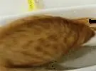 猫在沙碗里玩着一大块黄色的东西, 心想在玩屎, 走近一看, 笑庞.....。