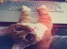 有时不知道猫的明星是喜欢电脑还是只是简单的不希望我们工作!