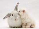 猫喜欢和天然兔纸妹调情。铲船尾警官: 嘿!猫和兔子露出一张脸!