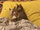 两只猫在床上盖着一只快乐的舔, 但下一秒..。