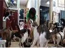 韩国妇女继承数以千计的生产和饲养数以百计的猫, 濒临破产