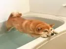 一个很怕水的, 在用尽力气打狗的时候不想洗澡!