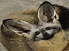 蝙蝠耳狐的耳朵太大了 ~