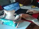每次用户玩游戏时, 猫都喜欢趴在键盘上打扰他, 所以.....。