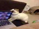 小猫看着电脑好奇地咬一口, 当它是麻大麻追赶后, 但..。