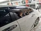 推车主看到一辆车上贴着只有3D 只猫, 看起来很生动的形象, 看看后..。