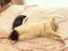每当这只橙色的猫睡觉, 他喜欢睡觉与一只黑猫在他的腿, 而黑猫..。