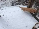 网友的房子外面下雪了, 但家里的猫还是想出去玩, 结果一到门口就.....。