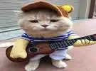 猫的主人放在后面的吉他衣服, 画风英俊的油炸, 感觉..。