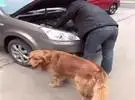 金猎犬看到车主在修理车上立即冲上前求助, 结果.....。我知道有一根金色的羽毛要被打败..。