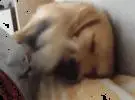 这只金色的猎犬想睡觉, 旁边的小奶喵一定是有破坏性的, 结果.....。