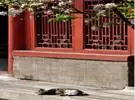 紫禁城里的猫走出了疗愈宫: 即使盛气凌人, 它只是一只小猫.....。