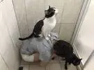 网友亲身体验劝猫奴, 给猫洗个澡是好的, 否则.....。