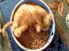 主人用小盆喂养猫, 它不吃, 直到大碗的猫粮后袋。