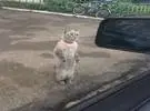 一个出租车司机在路边碰到一只猫, 猫站了起来。