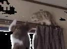 猫在窗帘上玩, 但在它的末尾, 认为它会下降, 从来没有想过..。