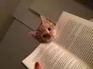 每当我想学习的时候, 我发现猫比我更喜欢书.....。