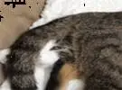 3只猫正在睡觉, 其中一个在另一个头上, 它的表情微笑着喷了出来..。