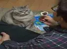 猫看着奴才吃冰淇淋, 表情极度疲倦, 直到..。