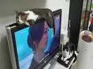 网友的猫喜欢躺在电视上睡觉, 但也不跌倒, 只是.....。