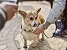 星巴克中国推出宠物友好商店