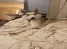 猫和两个 ha 在一起躺在床上, 两个哈哈不知道为什么突然推了一只猫, 结果.....。