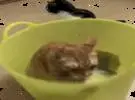 主人给了两只猫一个塑料桶, 而那只橙色的猫正在玩疯狂的, 而一边的牛猫的表情..。
