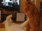 两只猫要打架, 可以拍半个小时来保持这种姿势。