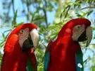 红绿鹦鹉鹦鹉