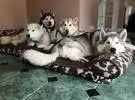 在家里养四只爱斯基摩犬有什么样的经验？