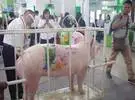 今天, 第二次江苏畜牧业博览会在南京开幕。