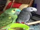 买一只灰鹦鹉和亚马逊最好的方法是什么？伟大的上帝给你以下建议