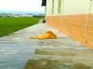 橘色的猫坐在田野上想着喵, 坐了一会儿不太舒服, 所以站到墙边, 靠在墙上继续思考喵 ~