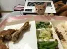 网友说, 别人的猫要求吃的东西是一看就急, 但他们自己的家猫却..。