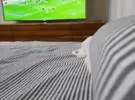 主人正在看电视, 猫躲在枕头下偷偷地看着他, 这台电视看不到所有..。