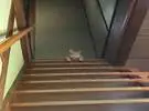 师父出门忘了喂猫, 结果回来后躺在楼梯上, 看着主人.....。
