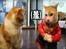 2017中国宠物文化节巡回展在广东开幕