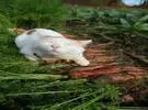 店主去田野里挖胡萝卜, 家里的猫看见很开心, 甚至开心.....。