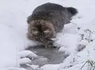 一位俄罗斯网民驯化这只挪威森林猫几乎是盛气凌人的10英尺, 感觉..。