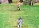 狐狸对猫很好奇, 于是他跟着猫, 结果猫发现了.....。
