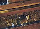 猫被压死在铁轨上, 2 个同伴把尸体留了很长时间, 拒绝离开.....。