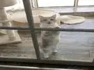 网友家中有两只猫, 其中一个喜欢麻烦, 所以经常把它放在阳台上, 但这次.....。
