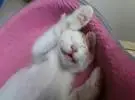一只超级治愈的小猫, 梦想着微笑!