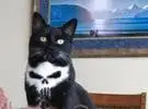 一位外国网友发布了这只猫的图案, 证明即使是所有吮吸猫的死亡, 哈哈好可怕.....。