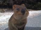 短尾矮袋鼠是澳大利亚濒危物种。应该是世界上最幸福的动物没有奔跑, 即使在睡梦中也在微笑.....。孟哭了。
